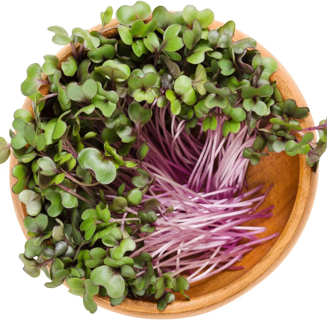 Red Acre Cabbage microgreens