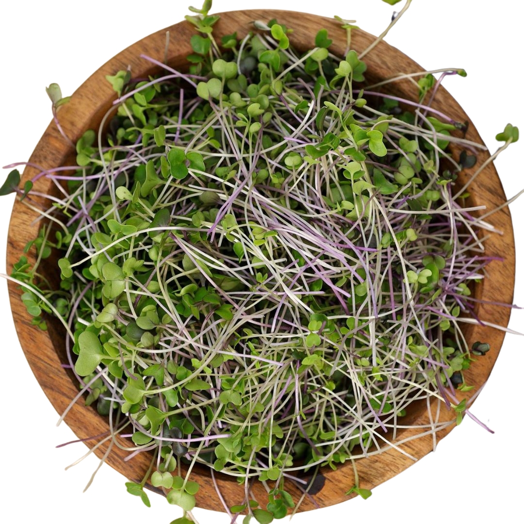 Basic Salad Mix microgreens