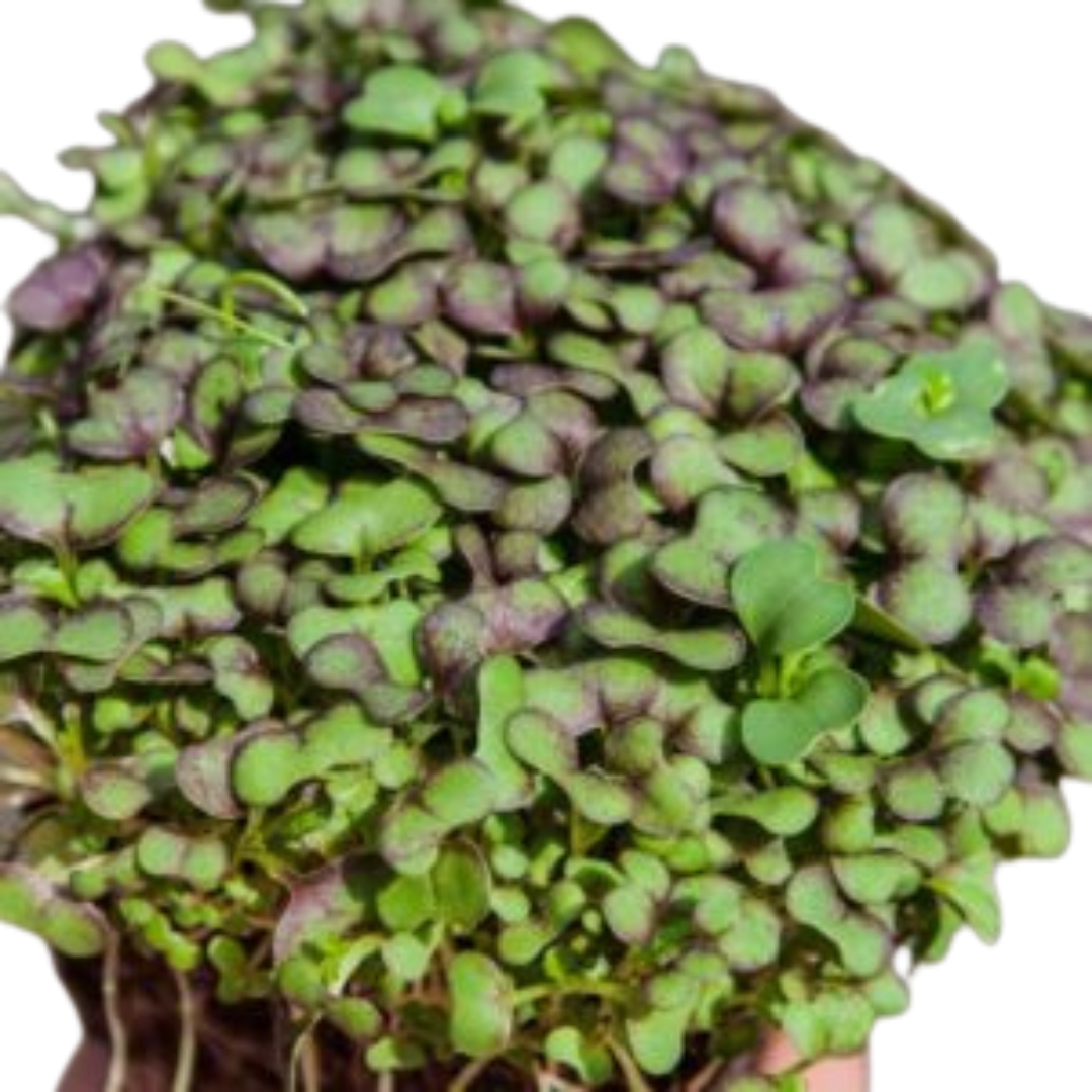 Southern Giant Mustard microgreens
