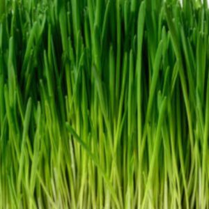 Frozen Wheatgrass Shots