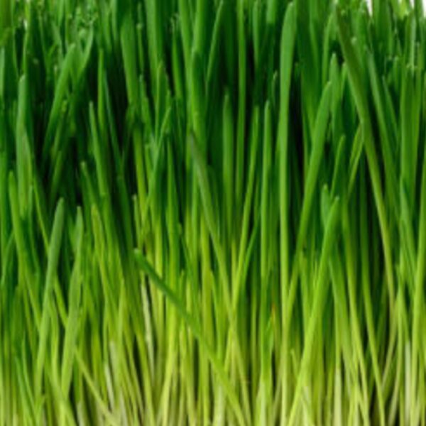 Frozen Wheatgrass Shots