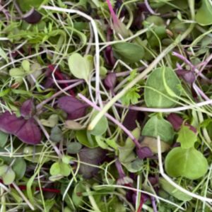 BASIC SALAD MIX