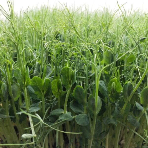 PEA