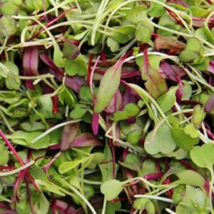 SPICY SALAD MIX