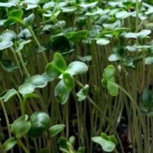BROCCOLI